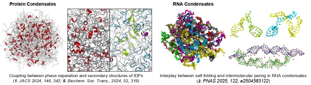 Biomolecular Condensation and Material Properties