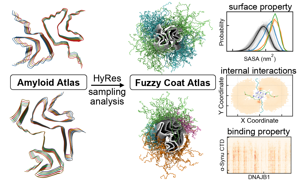 Amyloid Fibril Fuzzy Coat Structural Model